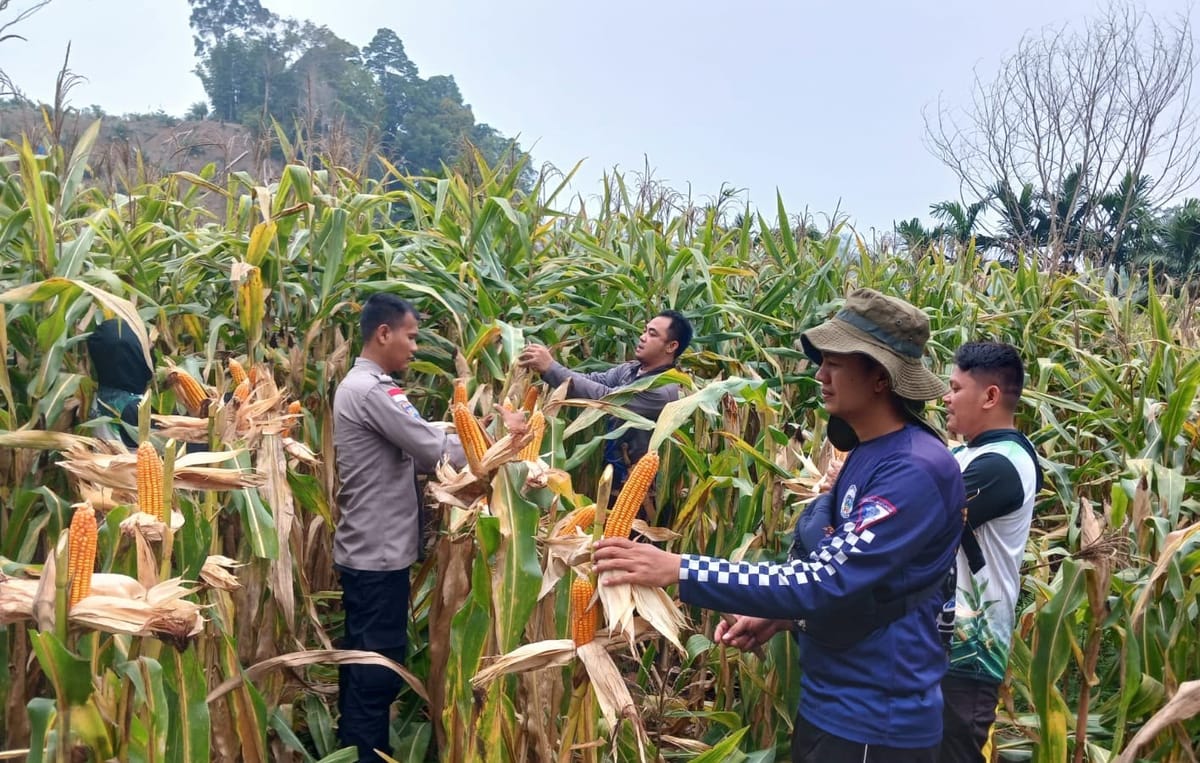 Bhabinkamtibmas Polda Kalbar Dampingi Petani Jagung di Perbatasan