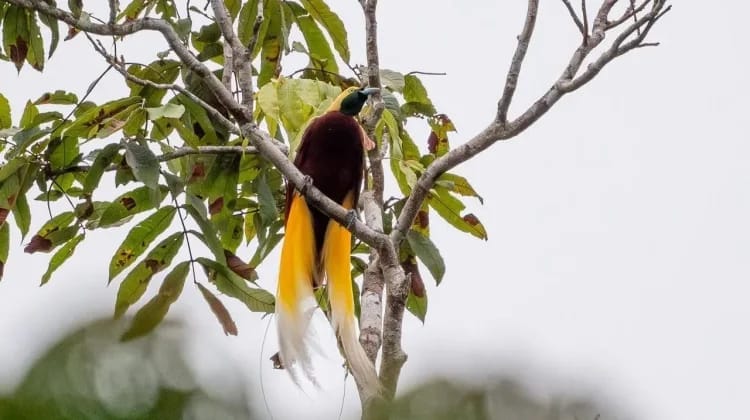 Karhutla Ancam Kehidupan Satwa Liar, Penggiat Wisata Brind Watching Serukan Keselamatan Hutan & Lingkungan