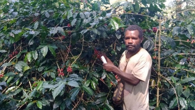 Petani Kopi Kampung Modio, Sambut Positif Festival Kopi Papua Tengah 2026