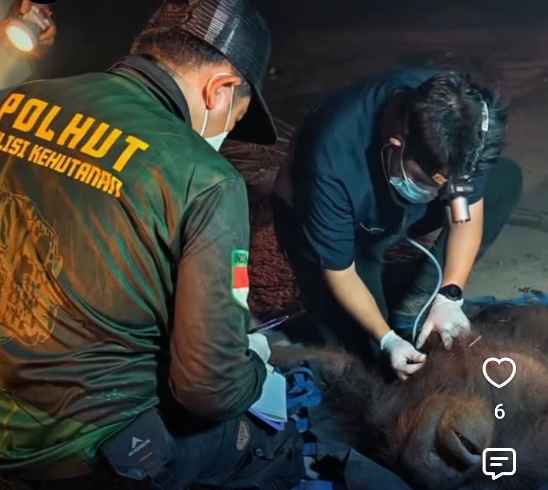 Evakuasi Satwa Terdampak Karhutla, Orangutan Novita Jalani Perawatan Intensif