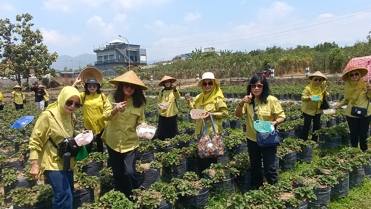Petik Stroberi di Batu, Jawara-Jawarawati Pensiunan RRI Nikmati Sensasi Baru di Tengah Tantangan Panen