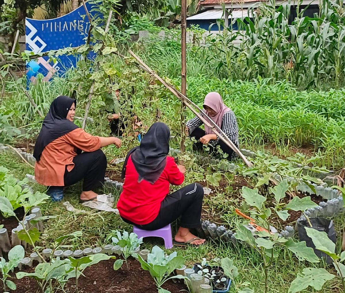 Wakili Kota Sawahlunto, KWT Arai Pinang Desa Talawi Hilie Siapkan Diri Menuju Tingkat Provinsi Sumbar