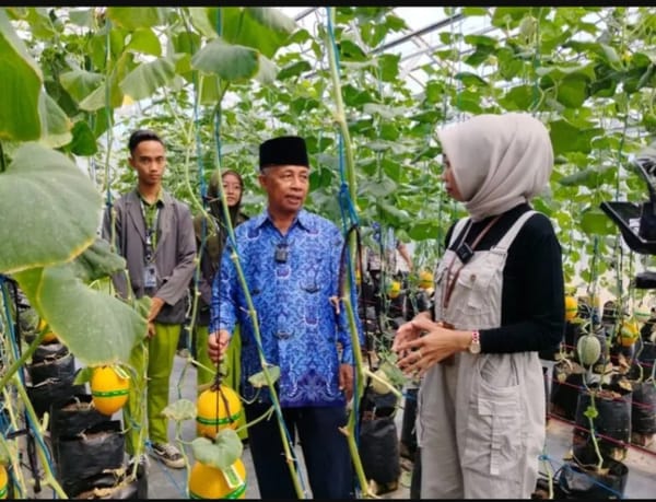 Greenhouse Melon MAN 1 Tubaba,  Sarana Edukasi Kewirausahaan Berbasis Pertanian Modern