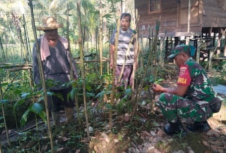 Koptu Eko Sambangi Kebun Lombok Warga - Wujud Kepedulian Babinsa di Wilayah Binaan