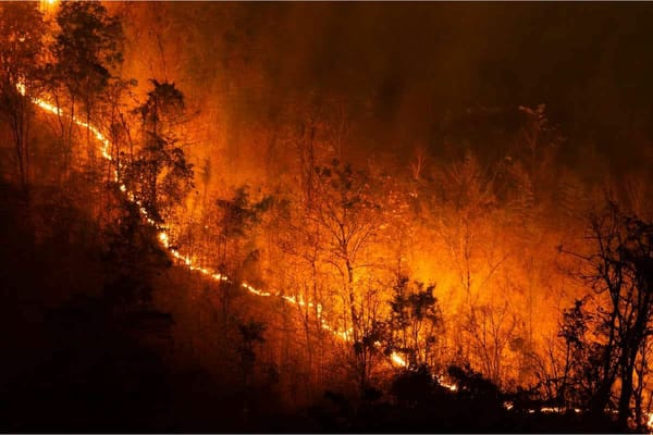Dua Daerah di Sumbar Disarankan Tetapkan Darurat Karhutla