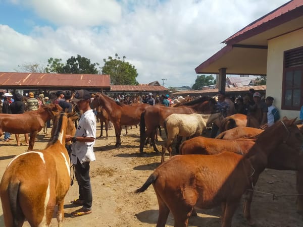 Pasar Tolo' Sentra Penjualan Kuda di Kabupaten Jeneponto