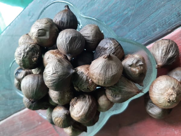 Black Garlic, atau Bawang Hitam, Ampuh Harga, Ampuh khasiat