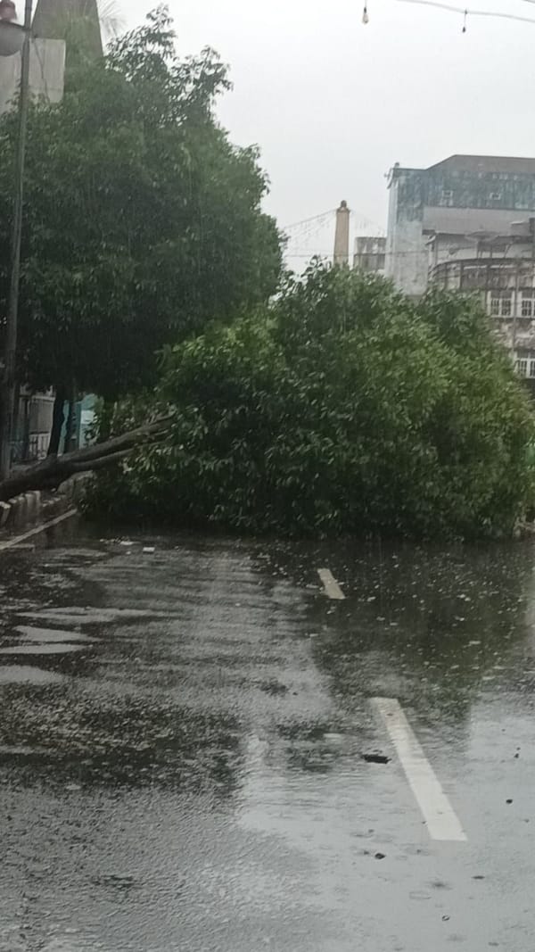 Hujan  mengguyur kota Ambon, disertai angin kencang  mengakibatkan pohon tumbang pada sejumlah ruas jalan dalam dan luar kota.