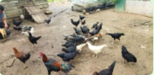 Ternak Ayam Murung Panggang Lebih Cepat Hasilkan Uang