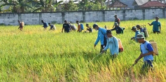 Cegah Serangan Wereng Meluas, Pemkab Ponorogo Lakukan Penyemprotan Massal