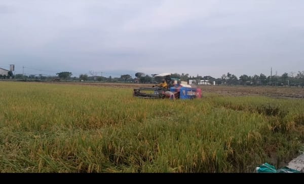 Produksi Padi di Ngawi Naik Meski Luas Lahan Menyusut