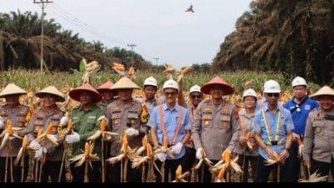Panen Raya Jagung Kolaborasi Polres Ketapang dengan Kelompok Tani