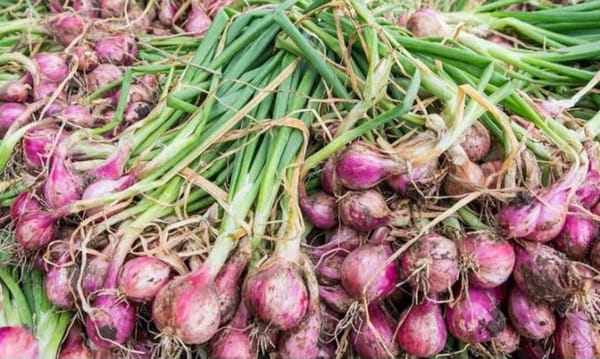 Inovasi Light Trap dan Sprinkle Berhasil Tekan Biaya Produksi Petani Bawang Merah di Alahan Panjang