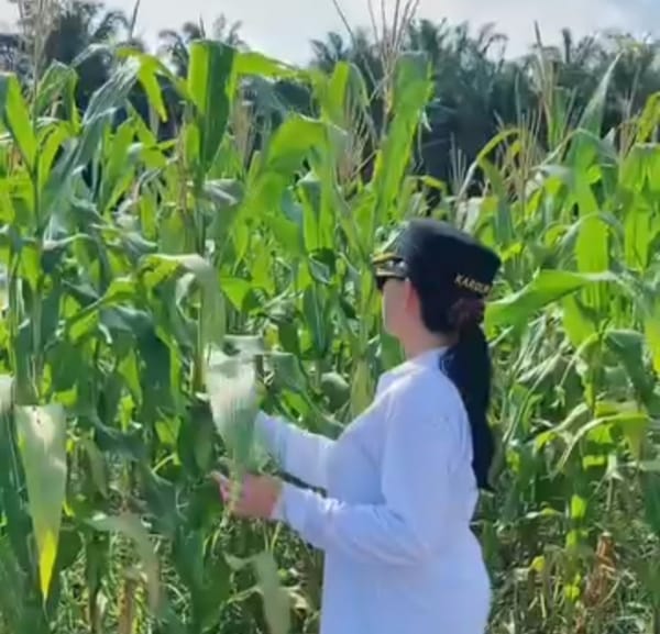 Tanaman Demplot Jagung Milik Pemkab Landak Tumbuh Subur dilahan Kategori Kritis