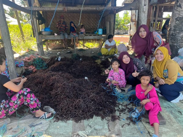 Rumput Laut Dari Kabupaten Jeneponto Diekspor Ke Cina