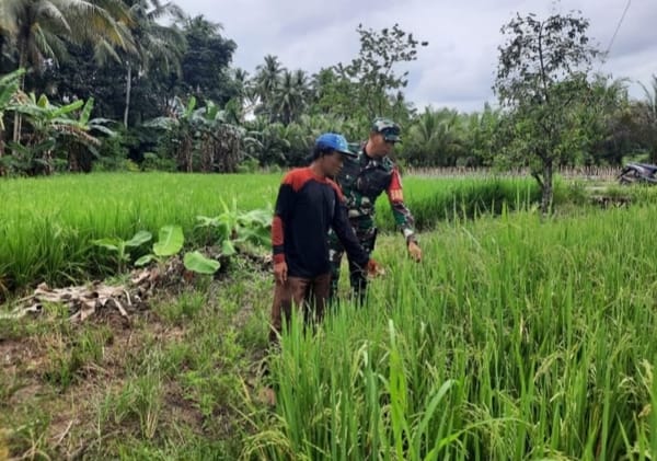 Babinsa Dampingi Petani Banua Kupang Rawat Tanaman Padi