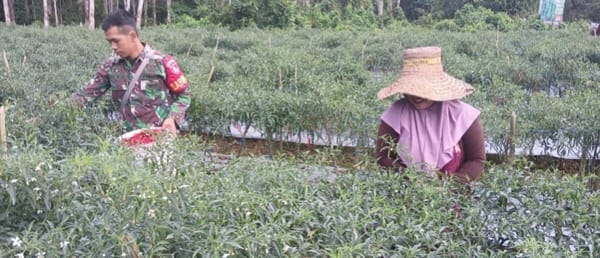 Babinsa Bantu Warga Panen Cabe Keriting di Anduhum, Bukti Kedekatan TNI-Rakyat