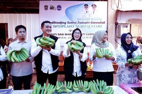 Modernisasi Penanganan Pisang Lumajang Hadirkan Cold Storage Pisang Cavendish
