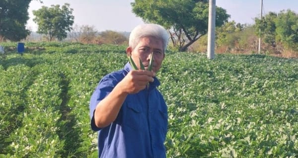 Desa Curah Cottok Situbondo Sulap Bukit Gersang Jadi Kebun Tanaman Ekspor
