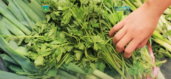 Harga Seledri dan Bawang Daun di Padang Panjang Turun Hampir Setengah Harga