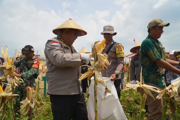 Kapolres Kapuas Hulu Pimpin Panen Raya Jagung, Bulog Serap Hasil Petani