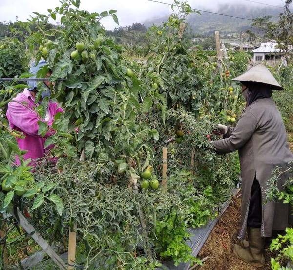 Champion Jadi Strategi Pemerintah Stabilkan Harga Cabai dan Bawang Brebes
