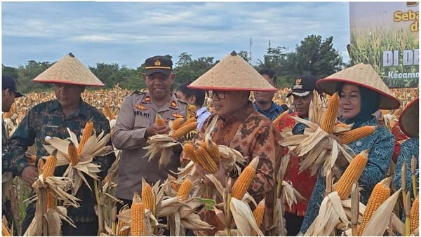 Panen Raya Jagung di Terentang Hilir, Bukti Nyata Ketahanan Pangan Kubu Raya Terus Meningkat