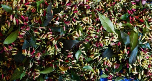 Produksi Cengkeh di Kabupaten Madiun Fluktuatif Dalam Beberapa Tahun Terakhir