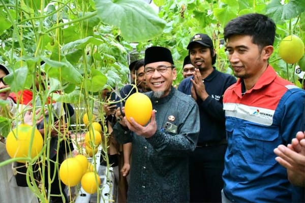 Wakil Wali Kota Padang Ikut Panen Perdana Melon Hidroponik