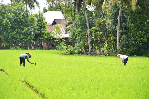 Jaringan Irigasi Air Tanah (JIAT) Dibangun, Petani di Padang Tidak Galau Lagi