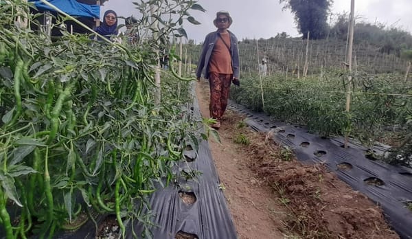 Produksi Cabai Merah Pulih, BI Pantau Inflasi di Sumatera Barat