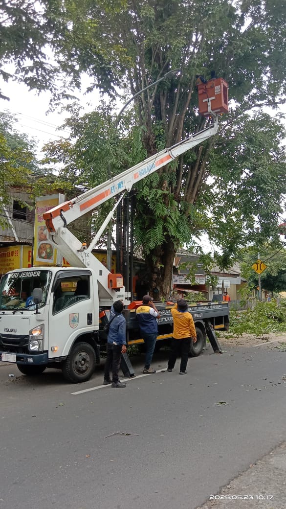 Dinas Lingkungan Hidup (DLH) Jember Antisipasi Pohon Tumbang di Musim Hujan