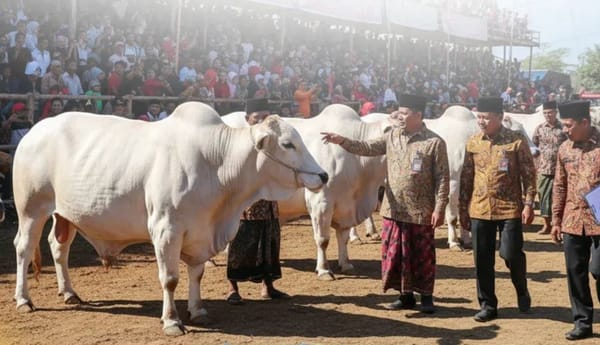 Pemkab Jember Akan Menggelar Festival dan Expo Sapi Jawa Timur 2025