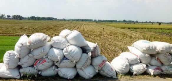 Realisasi  Serapan Gabah oleh Bulog Madiun Telah Capai 95 persen