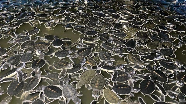 20 Ribu Tukik, di lepas ke Habitatnya upaya Pelestarian Penyu