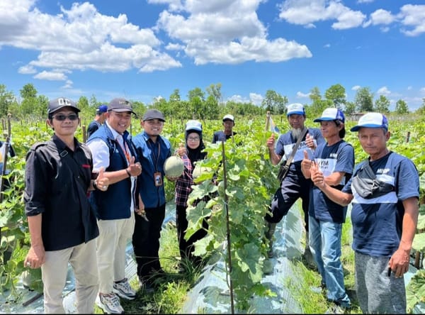 YBM Brilian dukung Peningkatan Perekonomian lewat Budidaya Melon di Banjarbaru