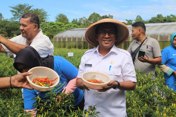 Cabai Digital Farming di Maluku Melejit, Produksi Naik 34% Berkat Gerakan Gubernur Lewerissa