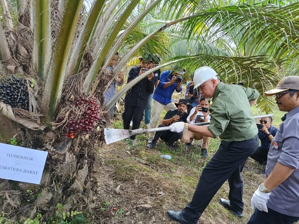 Petani Sawit Agam Panen Perdana Hasil Replanting