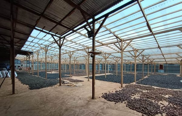 Pemprov Sumbar Dorong HS Code Khusus dan Hilirisasi untuk Perkuat Daya Saing Gambir