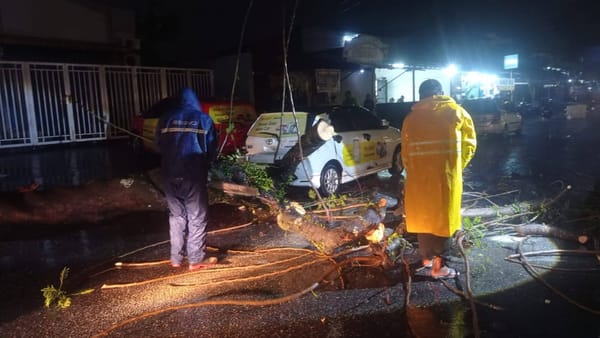Tiga Hari Dilanda Cuaca Ekstrem, 18 Pohon Tumbang di Padang