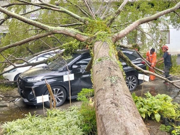 Pohon Besar Tumbang Timpa Dua Mobil di Padang
