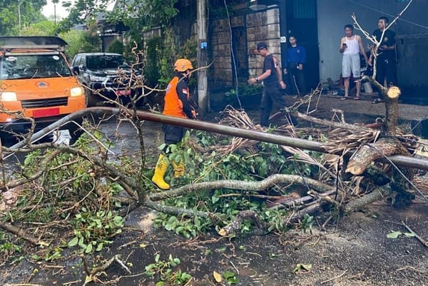 Pohon Waru Tumbang di Tengah Hujan dan Angin Kencang