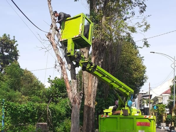 DLH Lumajang Rapikan Pohon di Titik Vital Kota, Utamakan Keselamatan Masyarakat