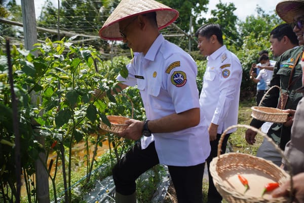 Inflasi Dipicu Cabai, Pontianak Perkuat Pasokan Lewat Panen TPID KUPONWAH
