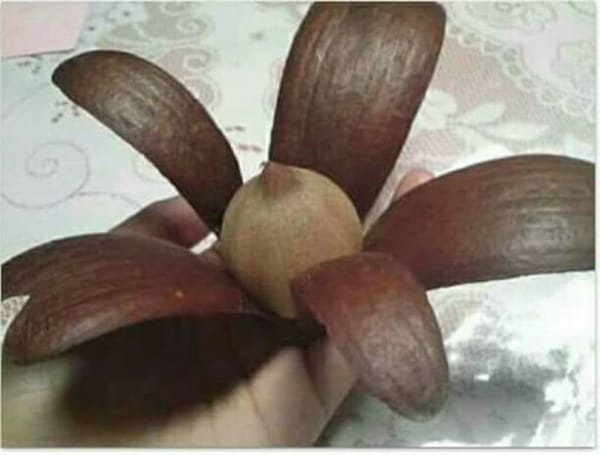 Feature: Tengkawang, Dari Hutan yang Terancam Hingga Menjadi Kosmetik Premium Kelas Dunia