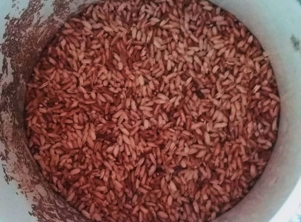 Beras Pulu Mandoti Ciri Khas Kabupaten Enrekang Termahal di Indonesia