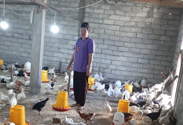 Modal 50 Ekor Ayam, Kini Bisa Dapat Untung Jutaan Rupiah