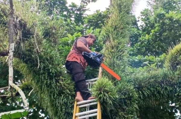 BPBD Palangka Raya Siaga: Pohon Rawan Tumbang Dipangkas, TRC Pantau Titik-titik Rawan