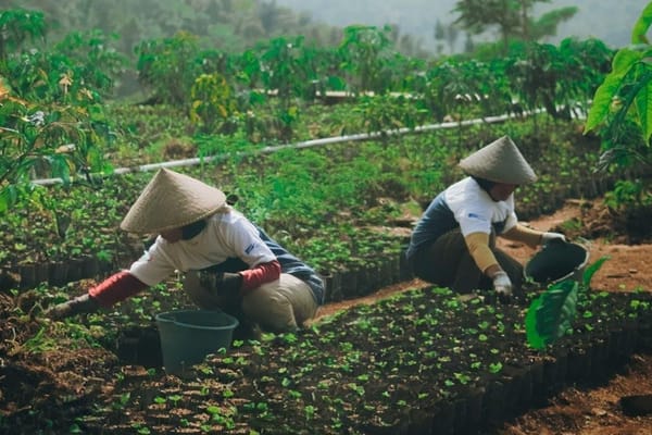 Astra Dukung Pemberdayaan Ekonomi Desa Petani Kopi Garut