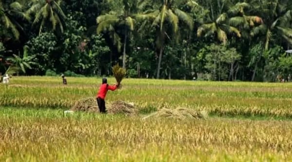 Luas lahan sawah yang ada di Depok berdasarkan data tahun 2024 tersisa 61 hektar